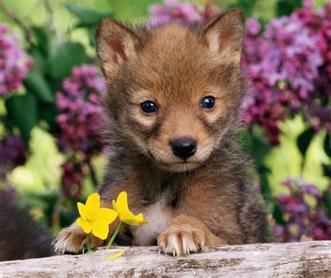 Coyote Pup Wallpaper-Free Cute Baby Animal Downloads