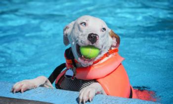 Dog Pool Safety | What You Can Do To Protect Your Pup