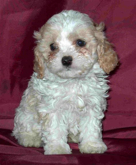 cavapoo - A Cavalier King Charles Spaniel/Poodle Mix... Precious ...