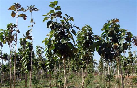 Teak Plantation: Details on Seeds, Teak Wood Plantation per Acre etc.