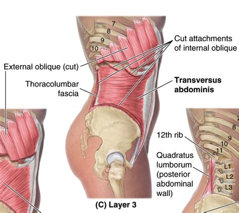 Transversus Abdominis: Muscle of the posterior abdominal wall. Lies ...