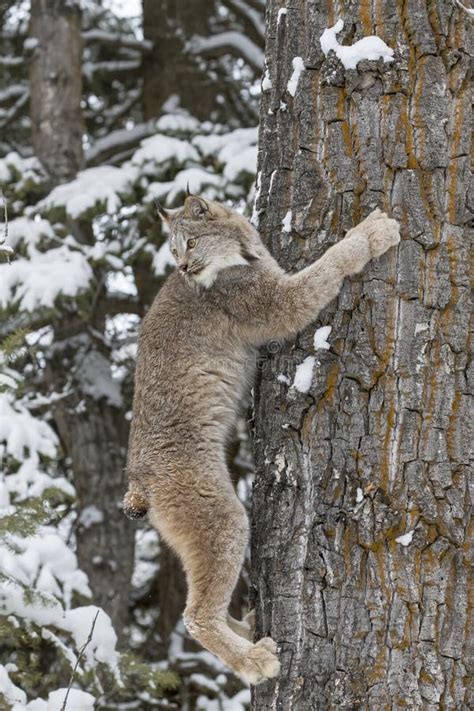 Bobcat in the Snow stock photo. Image of brown, feline - 101832438