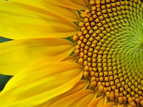 Free Images : field, petal, yellow, flora, flowers, close up, sunny, bright, stamen, beautiful ...