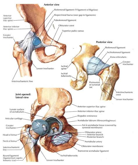 Human Hip Joint Picture - koibana.info | Joints anatomy, Hip anatomy, Hip joint anatomy