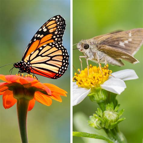 Butterfly vs. Moth: Which Is the Better Pollinator?