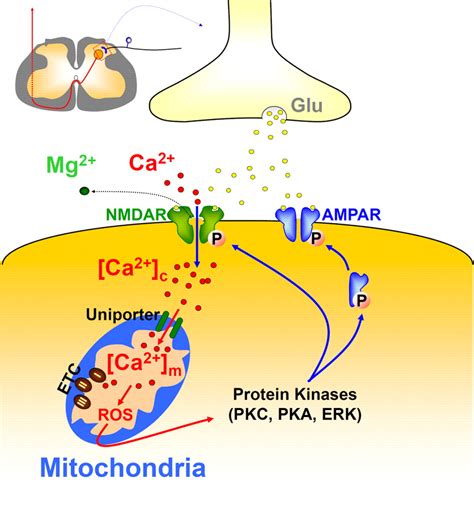 Mitochondrial Ca2+ Uptake Is Essential for Synaptic Plasticity in Pain | Journal of Neuroscience