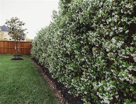 Star Jasmine: A Fragrant and Vigorous Climber - South Elmonte Hydroponics