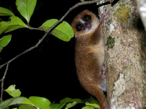 Brown Mouse Lemur, Nosy Mangabe, Madagascar | Frank Vassen | Flickr