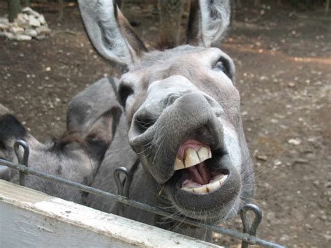 Watch funny donkey kiss! - Fun Kids - the UK's children's radio station