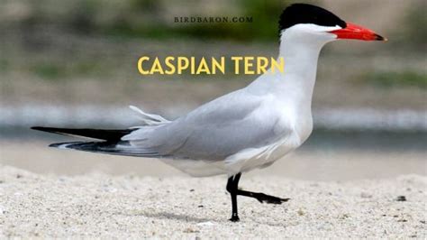 Caspian Tern Facts - Eggs | Range | Juvenile | Nest - BirdBaron