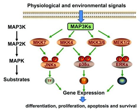 Schematic diagram of the MAPK signaling pathways. | Download Scientific ...