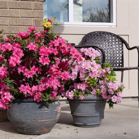 12 Shrubs For Small Gardens & Containers