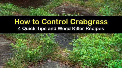 4 Quick Tips to Control Crabgrass