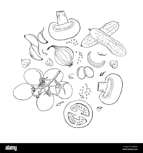 Broccoli sketch Black and White Stock Photos & Images - Alamy
