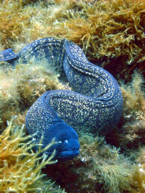 Fish Identification: Moray Eels