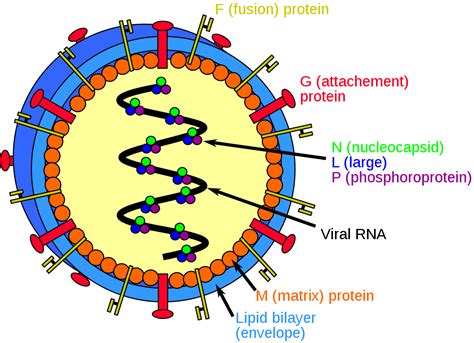 Nipah virus infection - Wikipedia