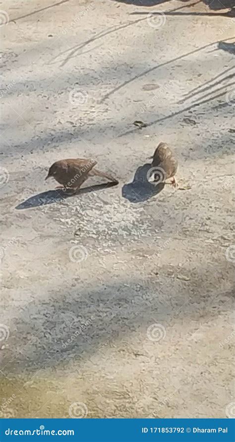 Birds eating rice stock photo. Image of birds, together - 171853792