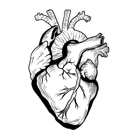 Anatomically Correct Heart Drawing | Free download on ClipArtMag