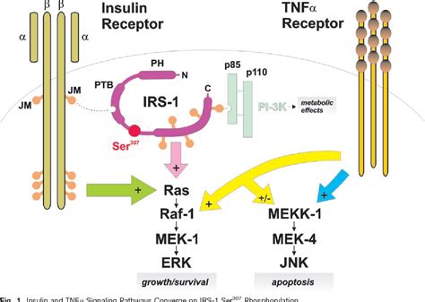 Serine phosphorylation of insulin receptor substrate-1: a novel target ...