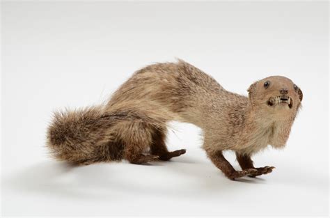 Mustelid, mammal mount, Mustelidae, Mustelid, VT2228 | Tūhura Otago Museum