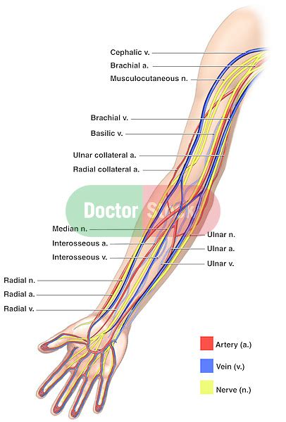 Anatomy of the Nerves, Arteries and Veins of the Arm (Upper Extremity) | Doctor Stock