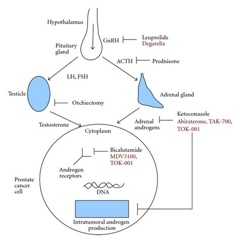 Hormonal therapy in prostate cancer. Physiologically relevant androgens... | Download Scientific ...