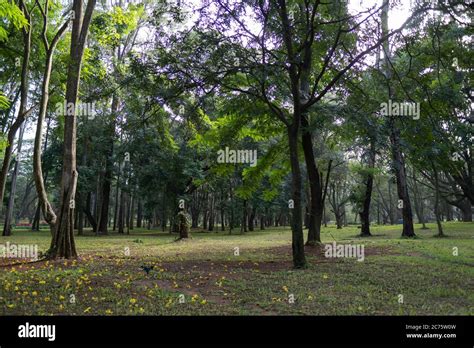 Tree garden at cubbon park, Bangalore, india Stock Photo - Alamy