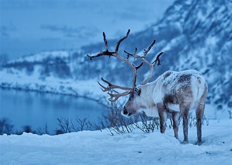 Download Depth Of Field Snow Winter Animal Reindeer HD Wallpaper