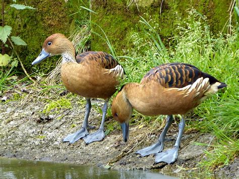 Gelbe Pfeifgans Dendrocygna bicolor Foto & Bild | tiere, zoo, wildpark ...