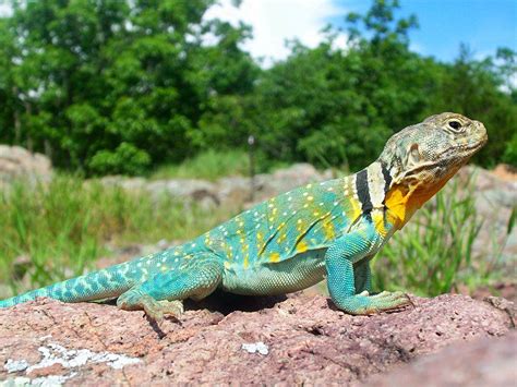 Collared Lizard Captive Care and Natural History