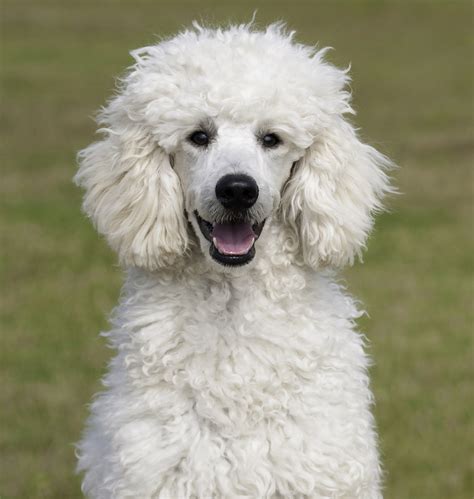 Standard Poodle Information - A Complete Guide To An Intelligent Dog