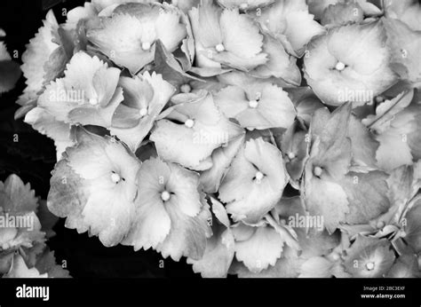 Painting of hydrangea Black and White Stock Photos & Images - Alamy