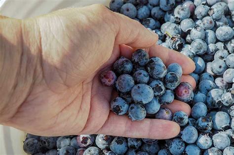 How to Harvest Blueberries | Gardener’s Path