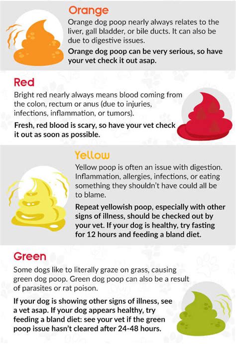 Is Orange Stools in Dogs a Reason to Worry + Vet Tips to Help