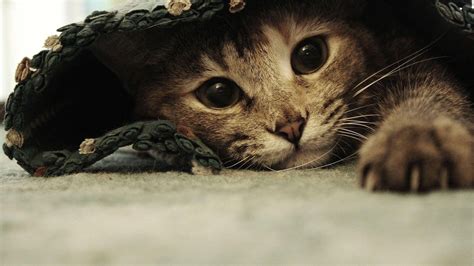 Download Cute Funny Cat Under Sheets Wallpaper | Wallpapers.com