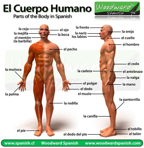 El cuerpo humano y sus partes en español con fotos - Parts of the Body in Spanish