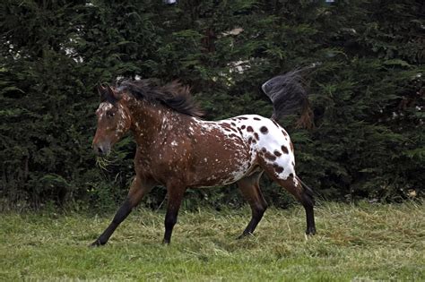 Appaloosa Horse Breed Characteristics, Health & Nutrition Guide | Mad Barn