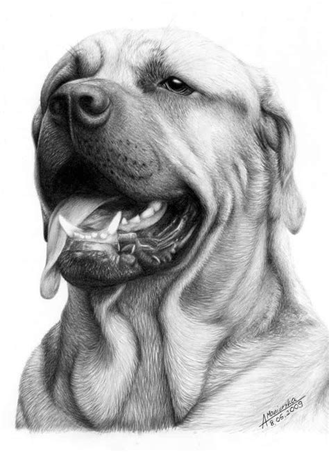 50 profesionales de Fotos Dibujos de animales realistas | Realistic ...