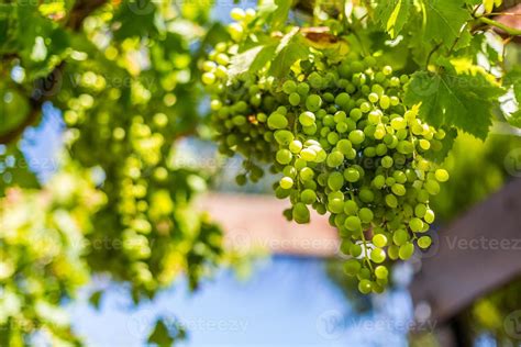 Green grapes in a vineyard 11249566 Stock Photo at Vecteezy