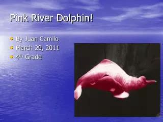 PPT - Pink Amazon River Dolphin Facts PowerPoint Presentation, free ...