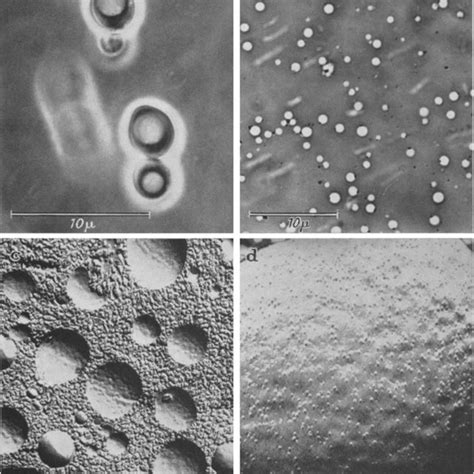 (PDF) The vacuole as the lysosome of the yeast cell