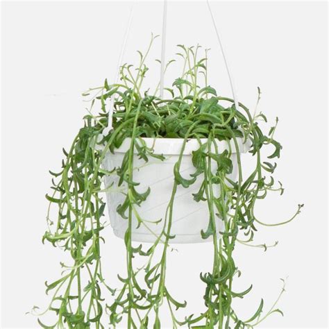 Hanging String of Dolphins - Plant Delivery NYC - PlantShed.com