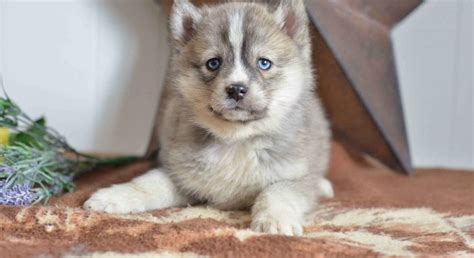 Pomsky.Meet Mariah a Puppy for Adoption.