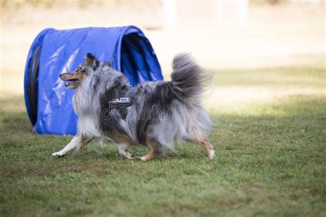 Dog, Shetland Sheepdog, Agility Stock Photo - Image of breed, company: 79531328