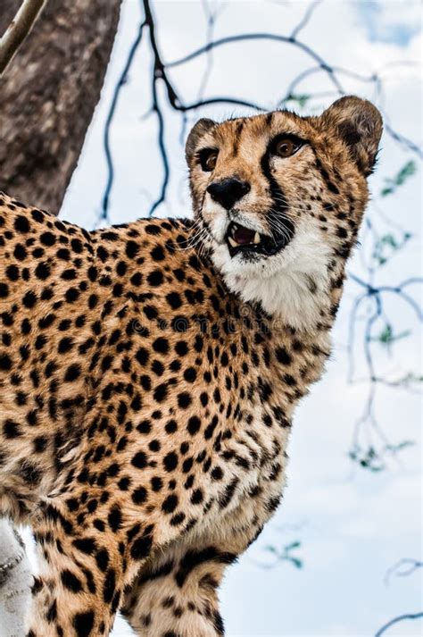 Cheetah Side Face Stock Photos - Free & Royalty-Free Stock Photos from ...