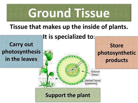 PPT - Plant Tissues, Structure and Function PowerPoint Presentation, free download - ID:2002490