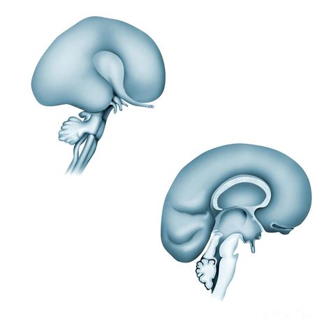 Cerebral Cortex Development Photograph by Maurizio De Angelis/science Photo Library - Pixels