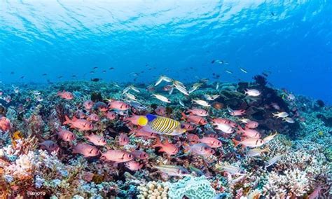 5 Spot Snorkeling di Pulau Komodo yang Hadirkan Pesona Memukau