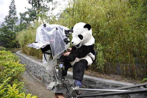 Giant Pandas: Bred In Captivity - National Geographic for everyone in ...