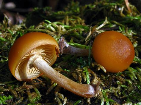 Foraging Wild Enoki Mushrooms (Flammulina velutipes)